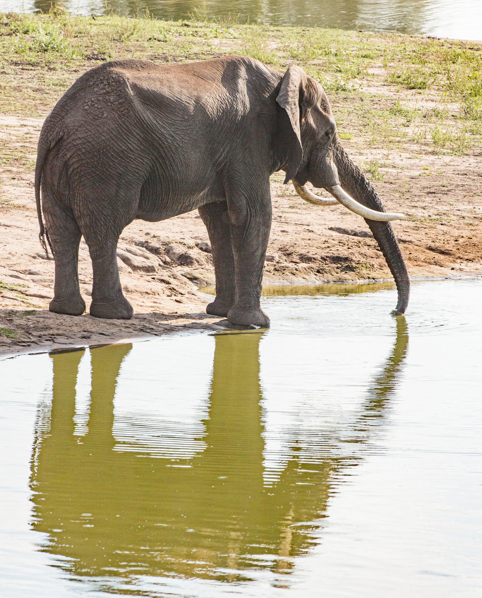 Los Mejores Lugares para Viajar en 2026: Tendencias y Destinos Globales Elefante africano bebiendo agua en un abrevadero durante la temporada de safaris en Botsuana y Zambia