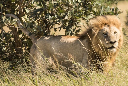 Free Lion on Green Grass  Stock Photo