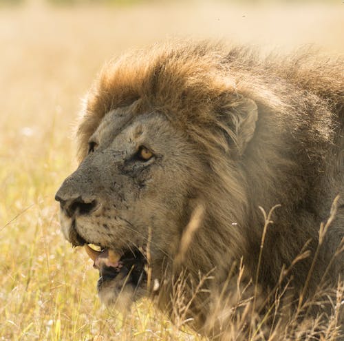 Close Up Shot of a Lion