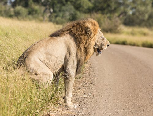 A Lion Sitting on the Grass