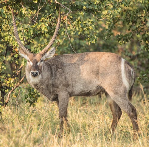 Ilmainen kuvapankkikuva tunnisteilla afrikkalainen villieläimet, antilooppi, eläin Kuvapankkikuva
