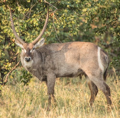 Free A waterbuck stands gracefully on the South African savanna, showcasing its impressive horns. Stock Photo
