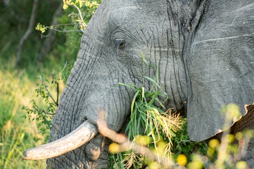 Безкоштовне стокове фото на тему «африканський слон, африканської дикої природи, бивень»