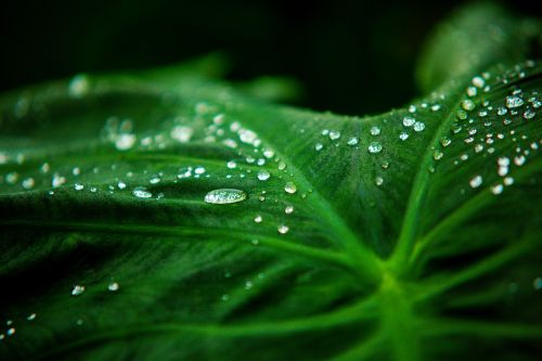 Free This macro image features dewdrops on a vibrant green leaf, showcasing nature's intricate textures. Stock Photo