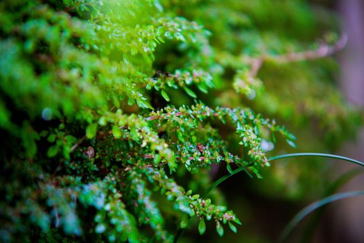 Detailed view of vibrant green foliage with dewdrops on leaves, showcasing nature's freshness.