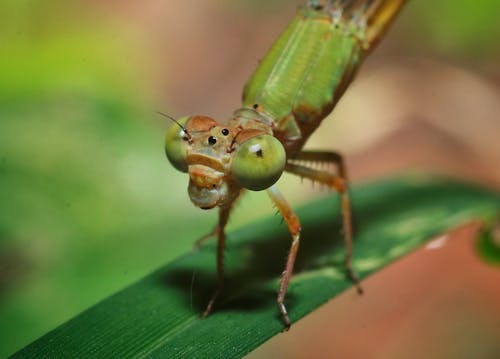 Free stock photo of dragon fly, macro, macro photography