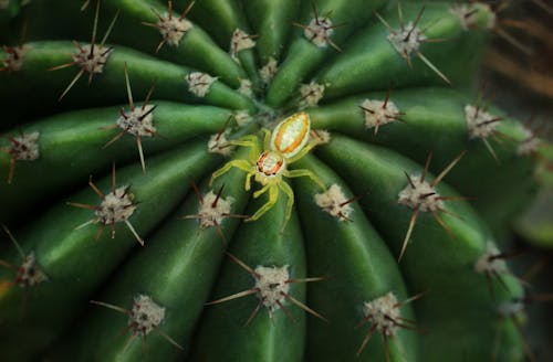 Close Up Shot of a Spider