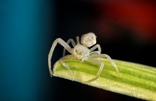 Brown Spider in Macro Photography 