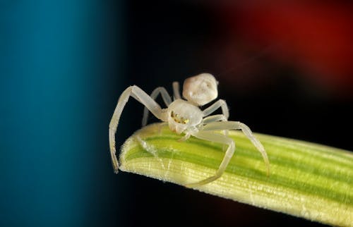 Gratis stockfoto met insect, klein, macrofotografie