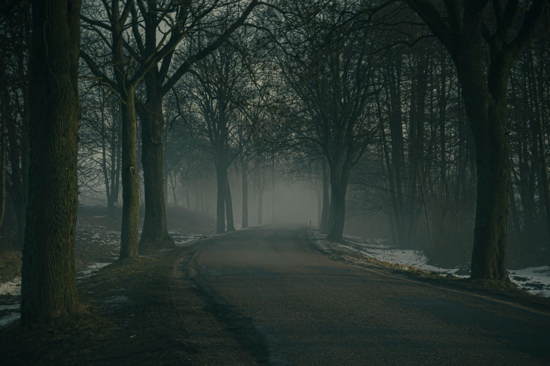A mysterious, foggy forest road enveloped by tall trees, creating a serene ambiance.