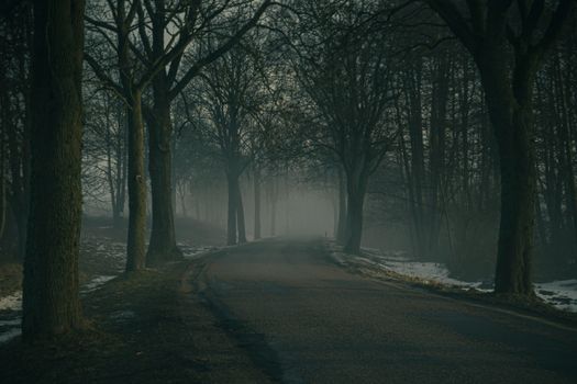 A mysterious, foggy forest road enveloped by tall trees, creating a serene ambiance.