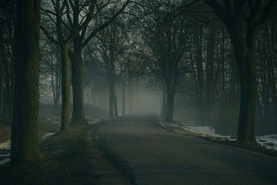 A mysterious, foggy forest road enveloped by tall trees, creating a serene ambiance.