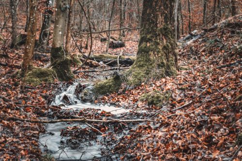 Free A tranquil autumn woodland scene with a gentle stream flowing amidst fallen leaves and towering trees. Stock Photo