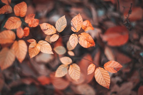 Photos gratuites de automne, brun, fermer