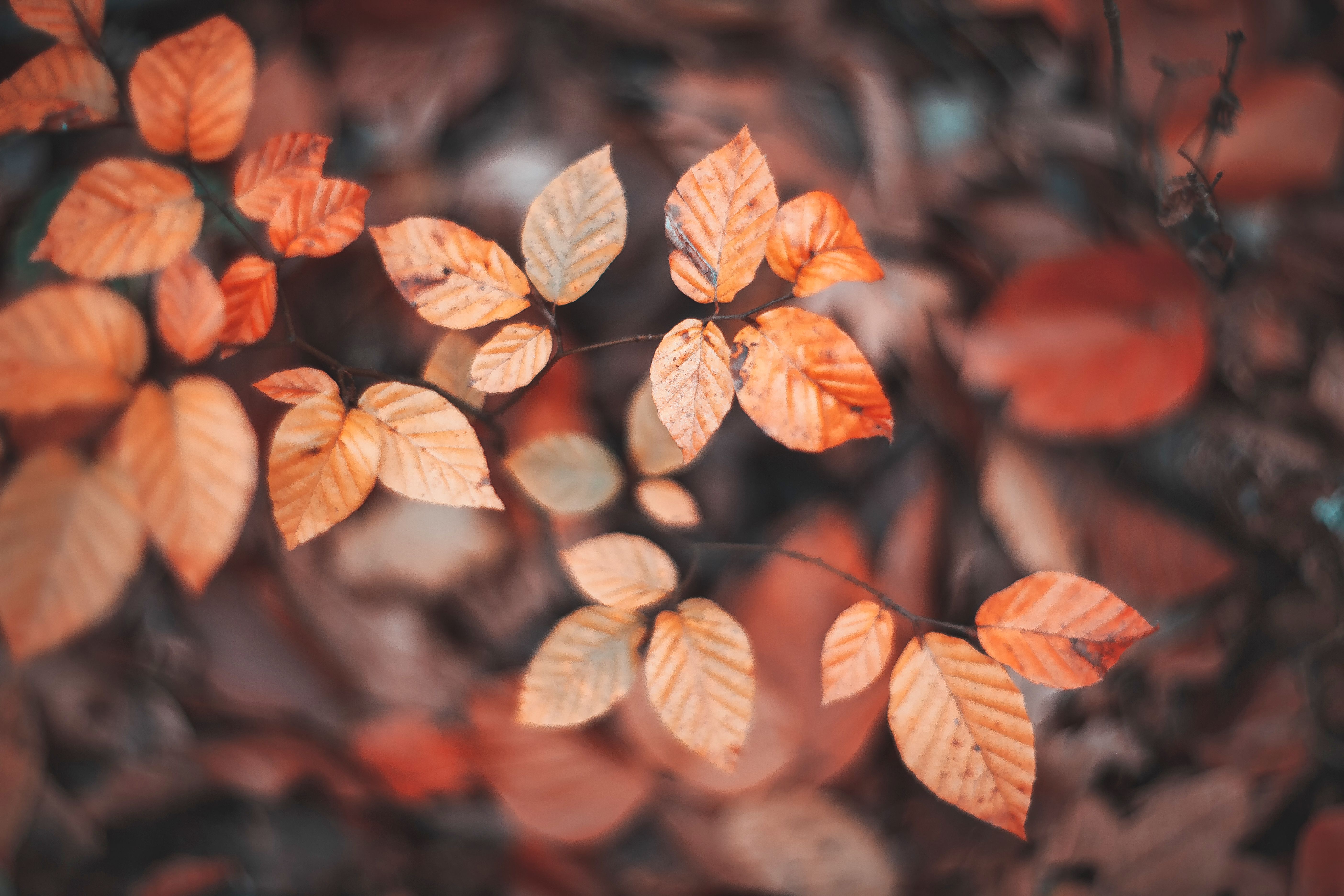 5,000+ Best Browse Photos · 100% Free Download · Pexels Stock Photos
