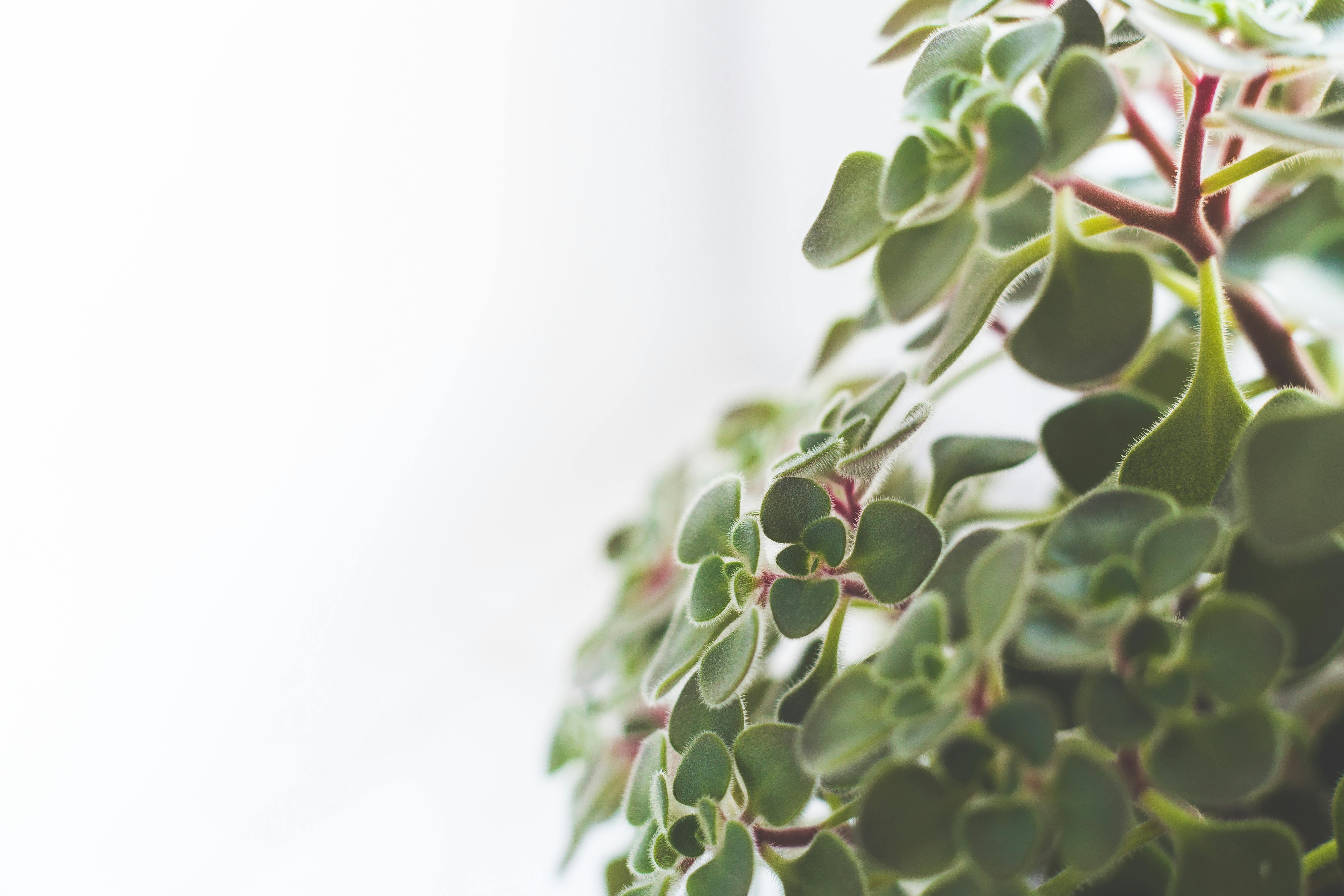 一株绿色多汁的室内植物，叶子毛茸茸，充满活力的特写