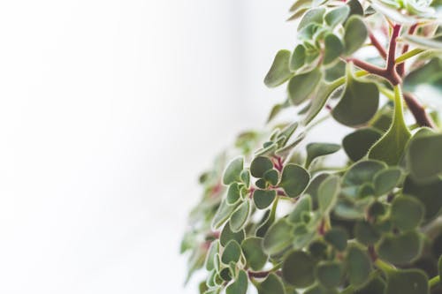 室內植物, 廠, 樹葉 的 免費圖庫相片