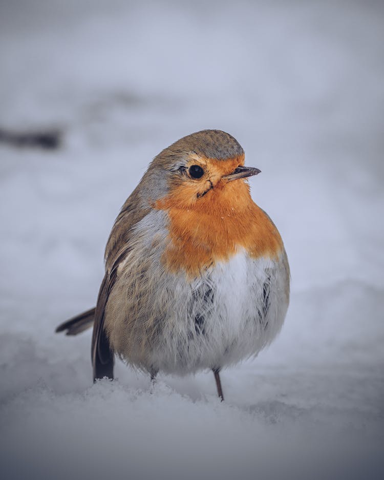 Close-up Of A Robin Bird 