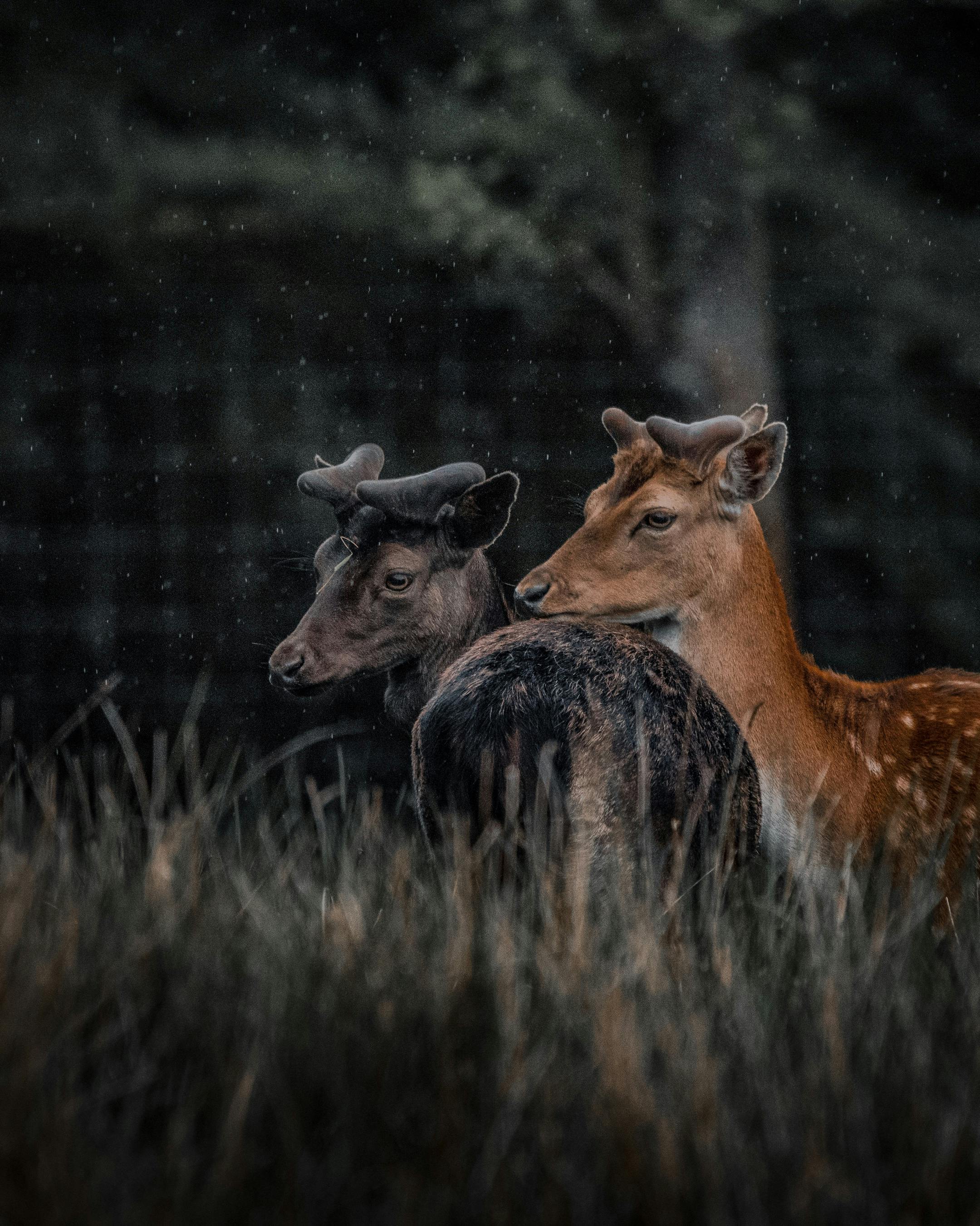 grátis Foto profissional grátis de amante da natureza, amigo do ambiente, animais selvagens Foto profissional