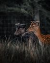 Brown Deer on Green Grass
