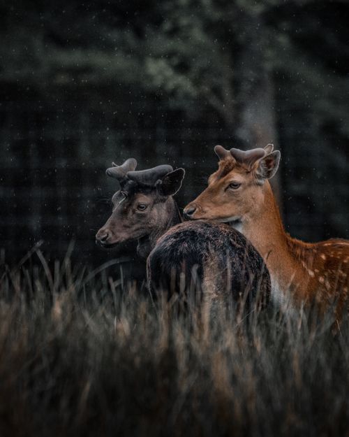 Free A close-up of two deer standing peacefully in a lush field during a gentle rain. Stock Photo