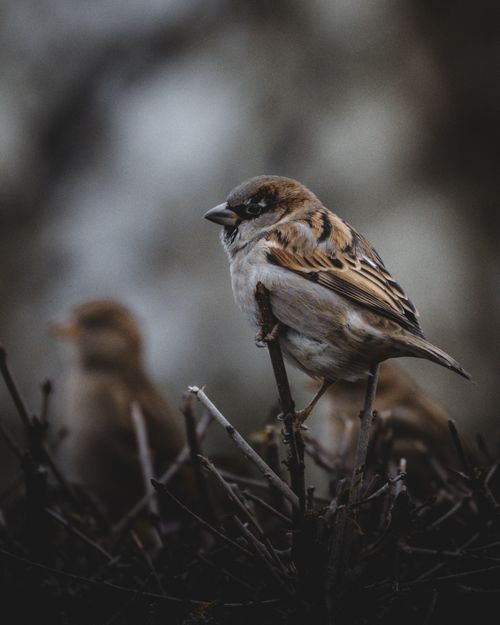 Free Intimate close-up of a sparrow perched among twigs, showcasing natural beauty. Stock Photo