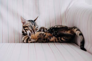Cat Lying on a Couch and Playing with a Toy 