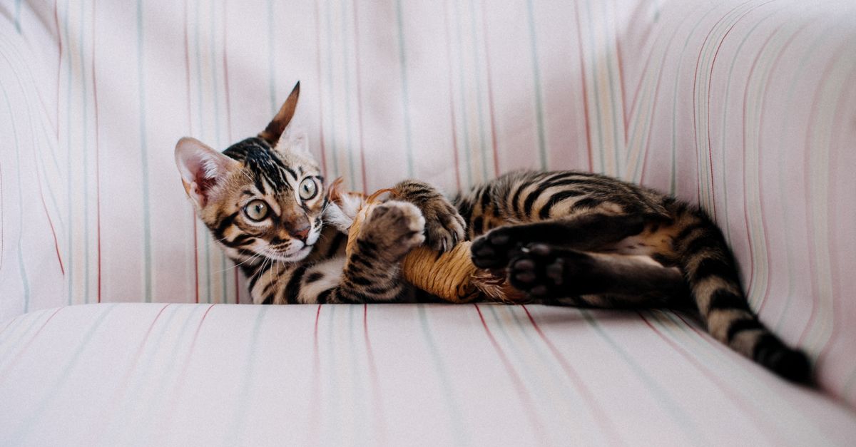 Cat Playing with a Toy in an Armchair