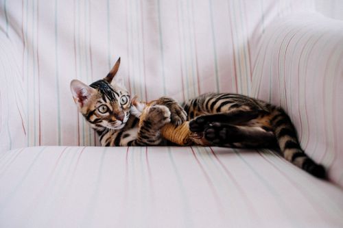 Free Adorable Bengal kitten playing with a toy on a cozy armchair at home. Stock Photo