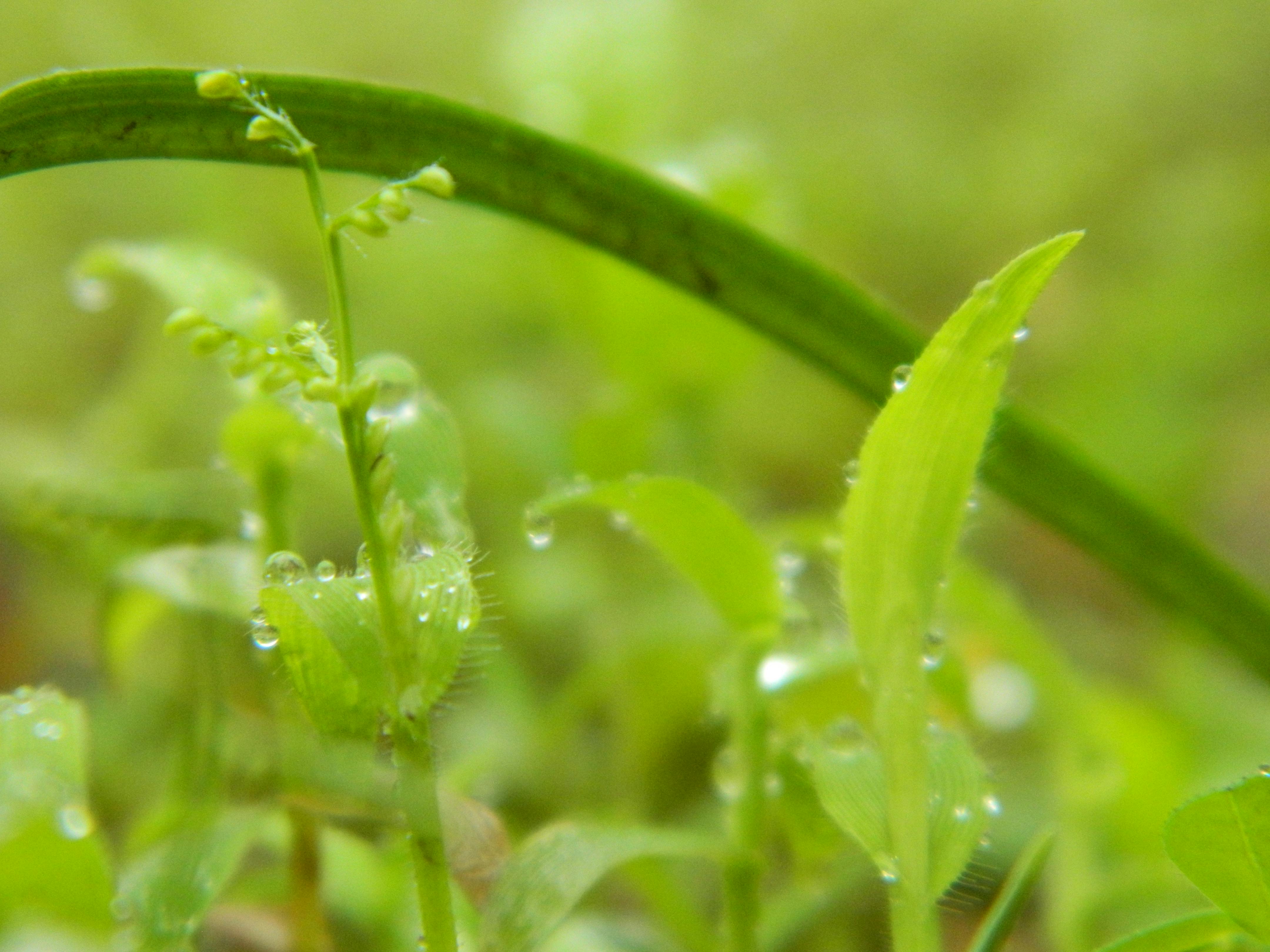 小さな植物 工場 自然の壁紙の無料の写真素材