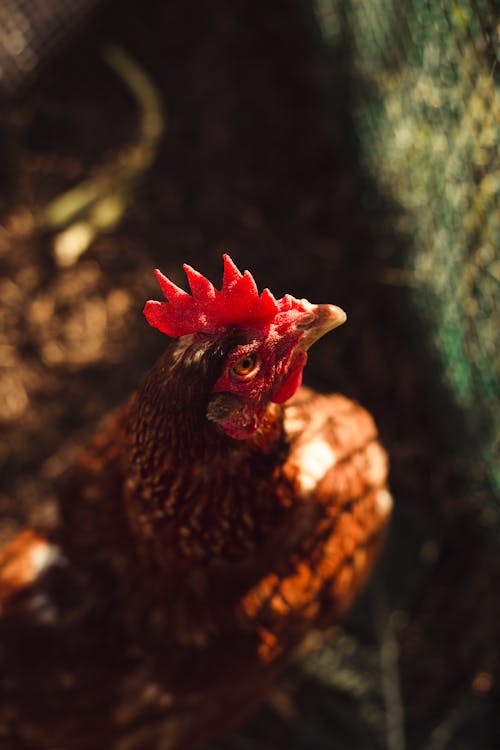Free A Rooster in a Cage Stock Photo