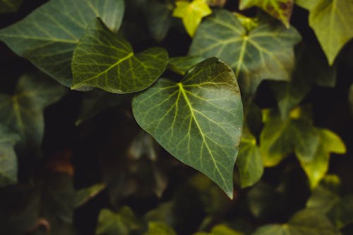 Kostnadsfria Kostnadsfri bild av grön, löv, närbild Stock foto