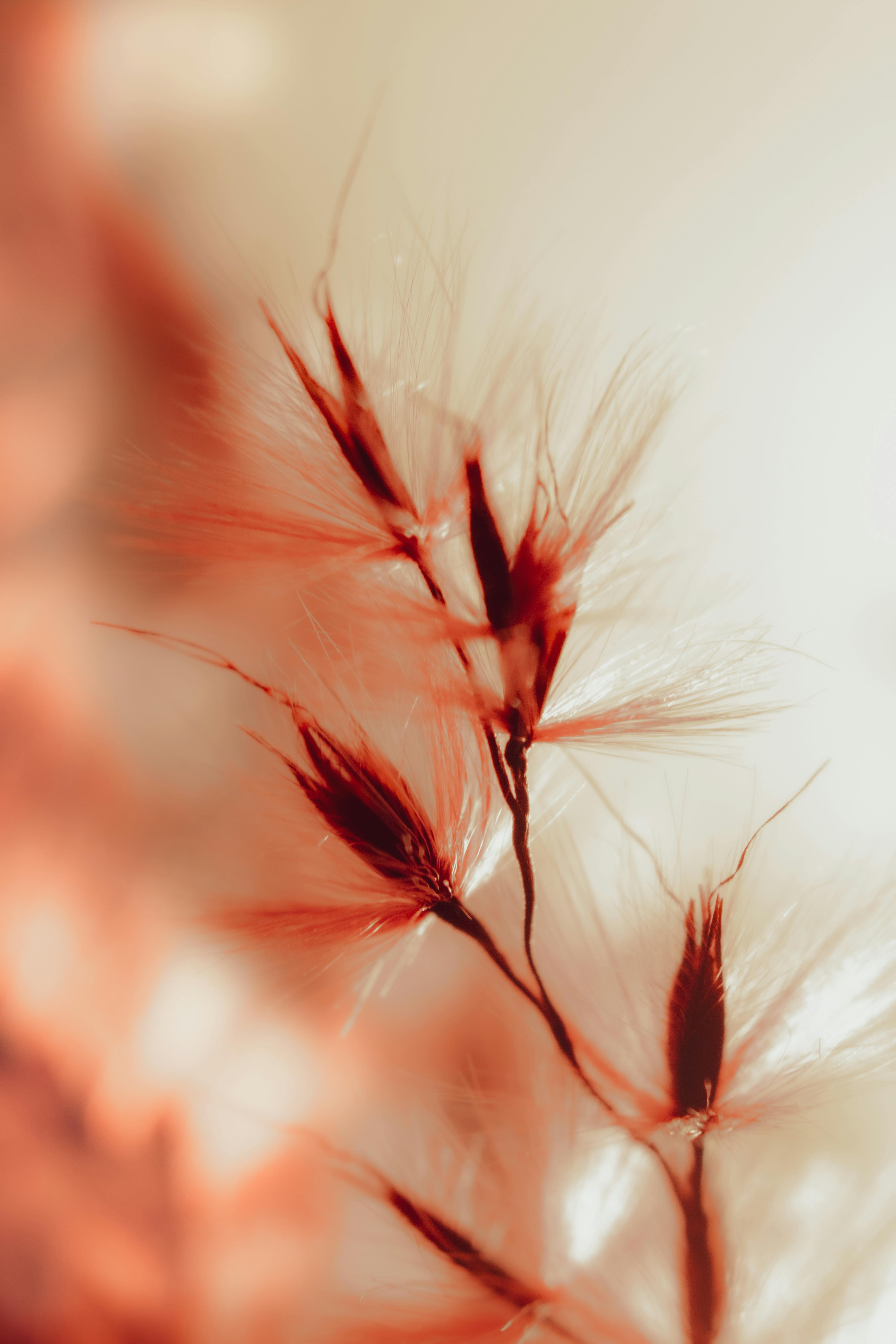 A close-up shot of a delicate red plant with soft lighting and blurred background.