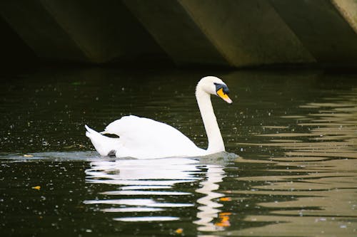 Безкоштовне стокове фото на тему «білий, вода, впритул»