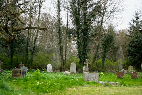 墓地, 墓石, 木の無料の写真素材