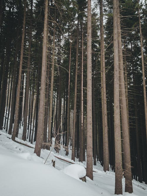 Ilmainen kuvapankkikuva tunnisteilla lumen peitossa, luonto, luontokuvaus