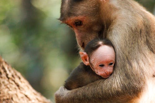 Free stock photo of animal, baby monkey, child Stock Photo