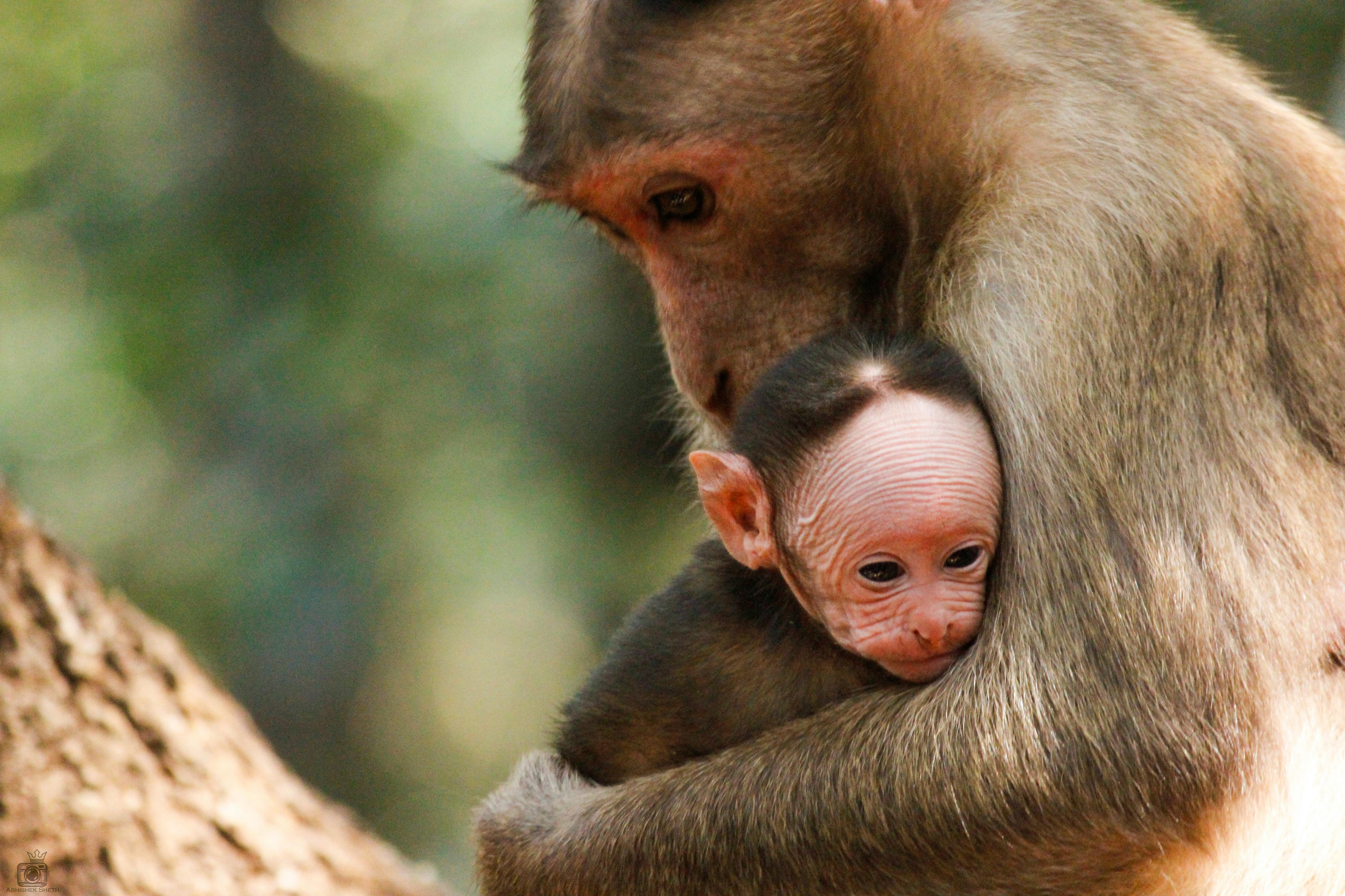 Foto Stok Gratis Tentang Anak Bayi Monyet Binatang