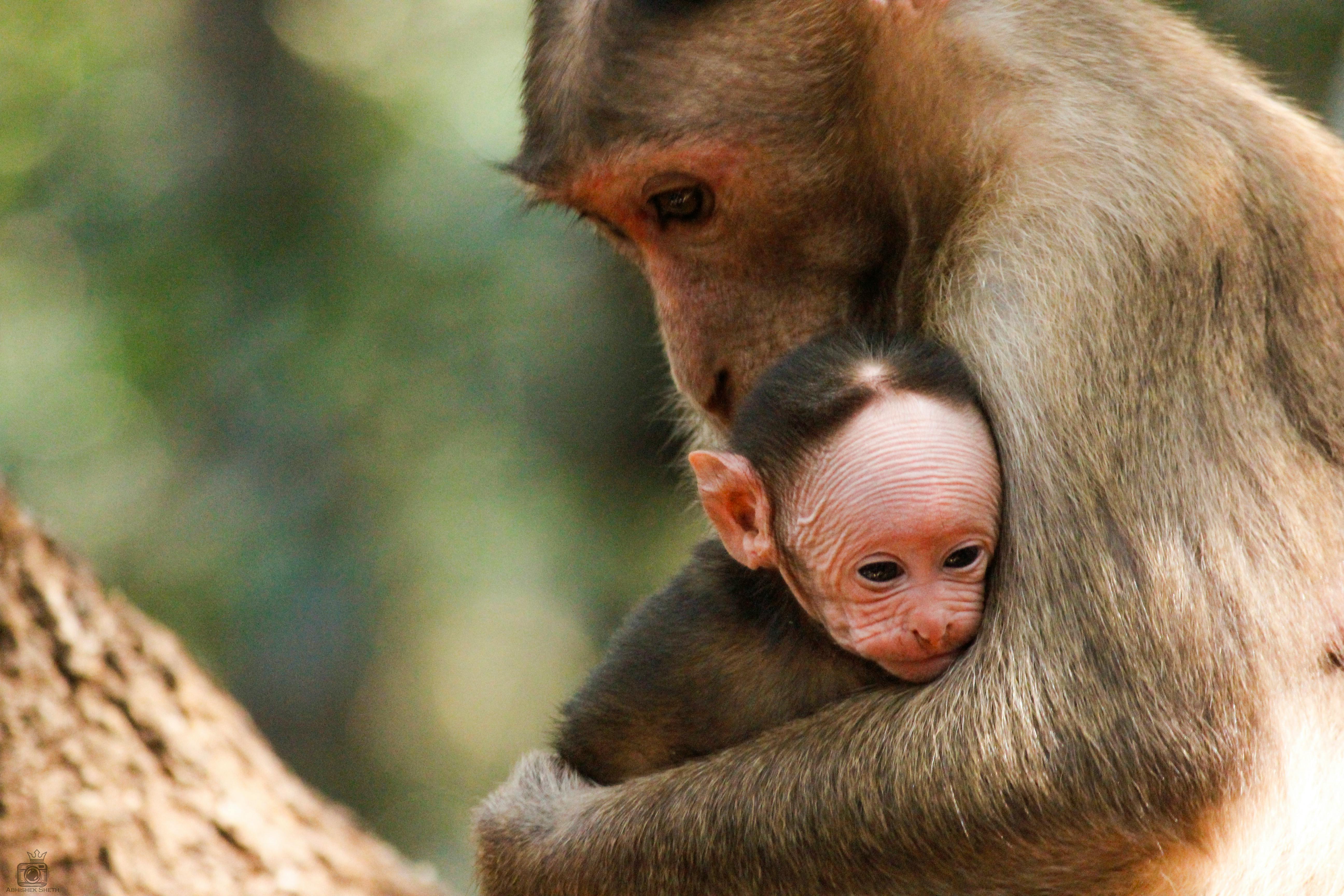 Free stock photo of animal, baby monkey, child