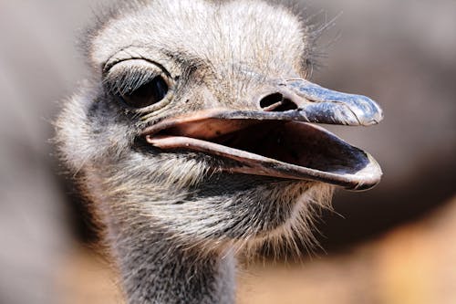 Brown Ostrich Head in Close Up Photography
