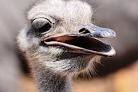 Brown Ostrich Head in Close Up Photography
