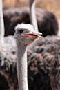A Close-Up Shot of an Ostrich Head