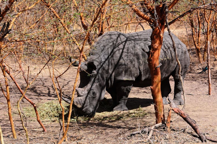 A Black Rhinoceros Grazing