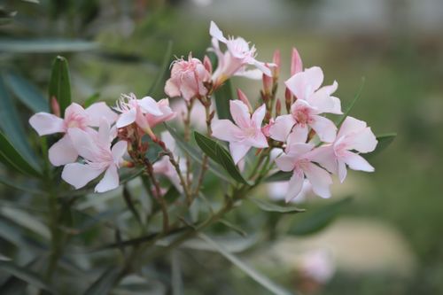 Free Close-up of pink oleander flowers with green leaves on a blurred background. Stock Photo