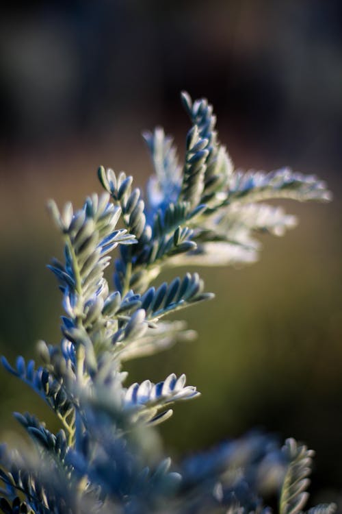 Kostenloses Stock Foto zu ast, blätter, blume