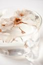 White Cotton on Clear Glass Container