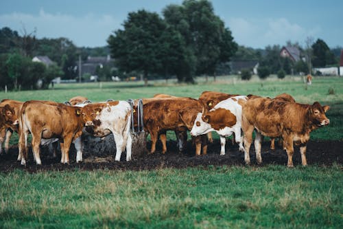 Cows drinking water in pasture in countryside