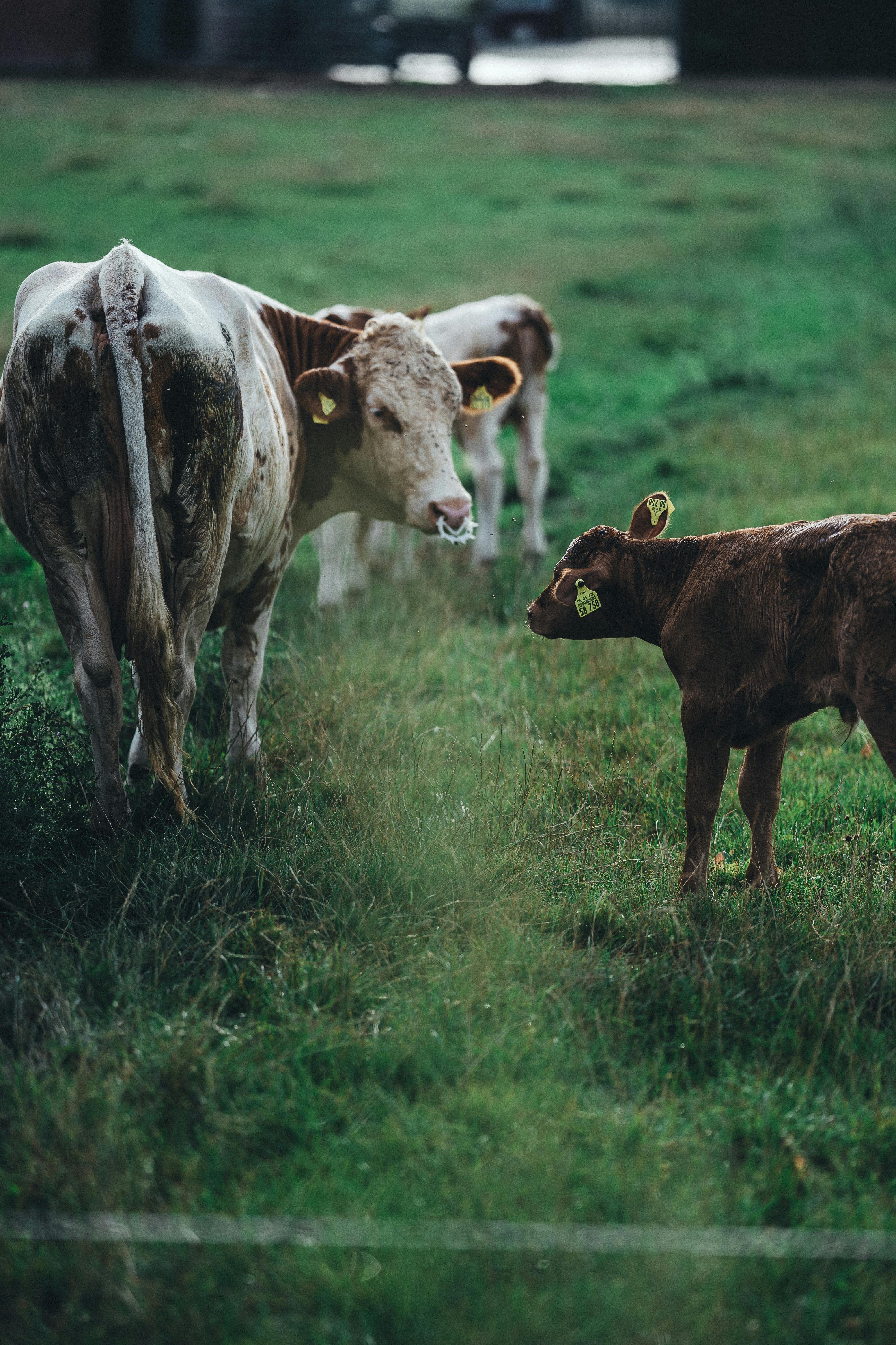 cows and calves with tags grazing in paddock