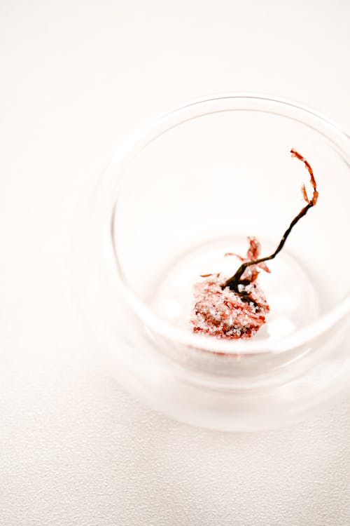 Dried Flower in Glass against White Background