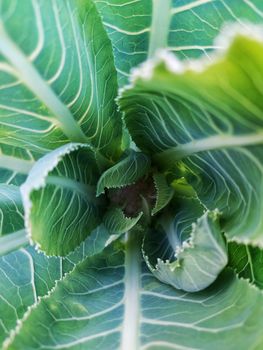 Vibrant macro close-up of fresh green cabbage leaves with natural patterns, showcasing vivid textures and colors.